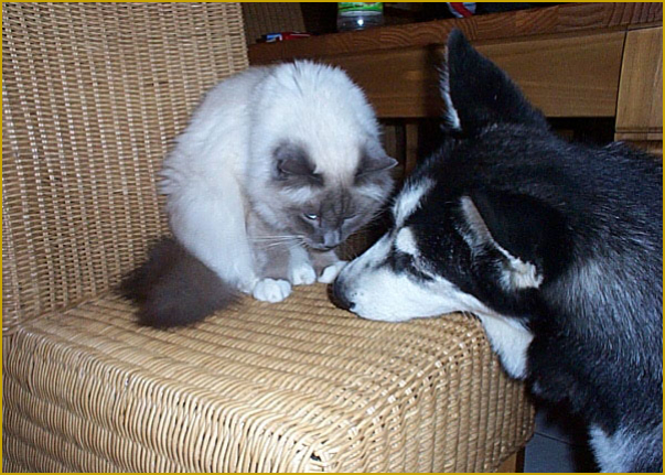 Husky und Katze