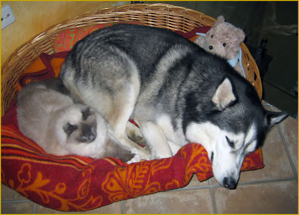 Husky und Katze im Körbchen