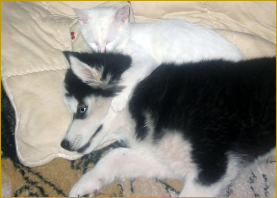 Siberian Husky und Katze